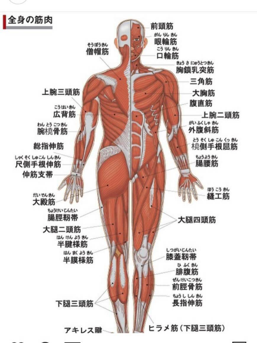 筋肉について?