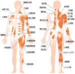 筋肉について‼️