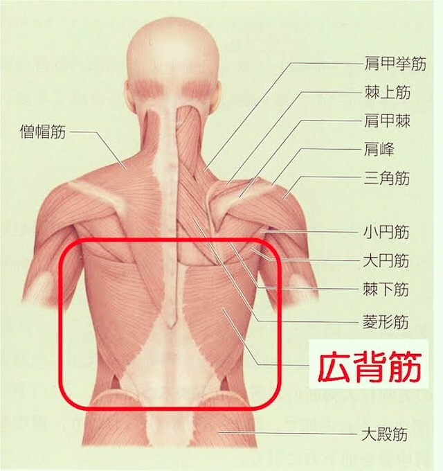 本日は広背筋についてお話しします！