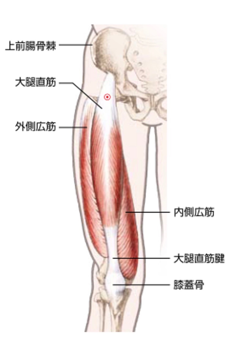 大腿四頭筋