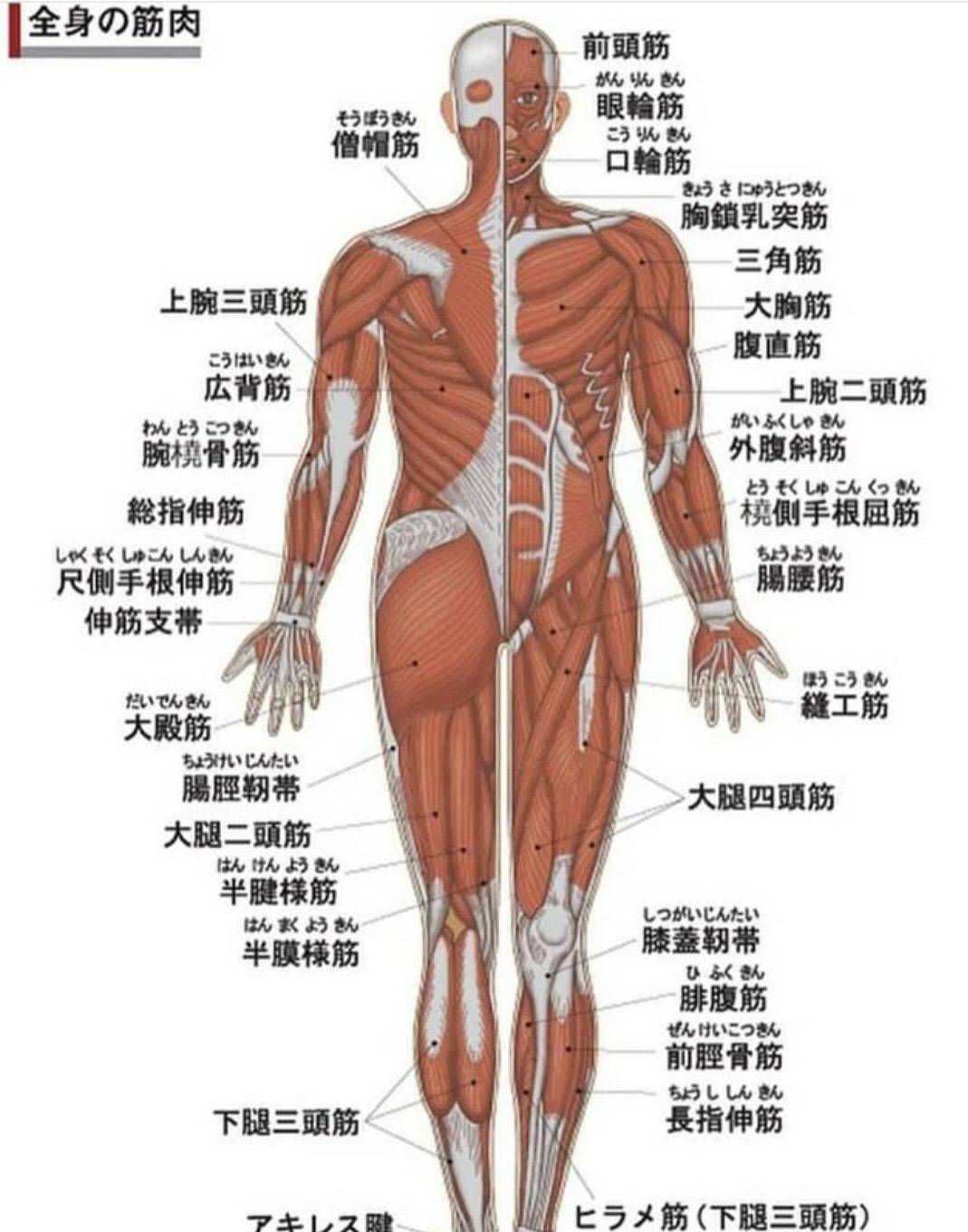 筋肉の紹介