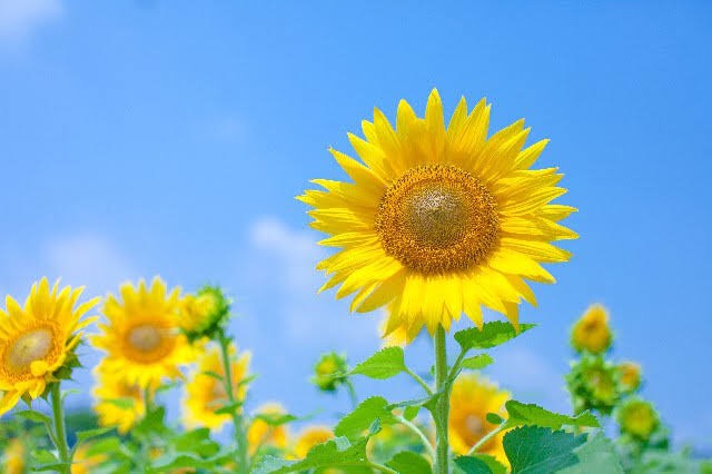 夏までのカウントダウン???