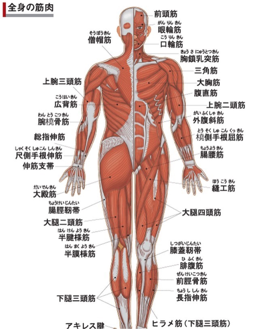 筋肉について