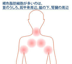 褐色脂肪細胞について?