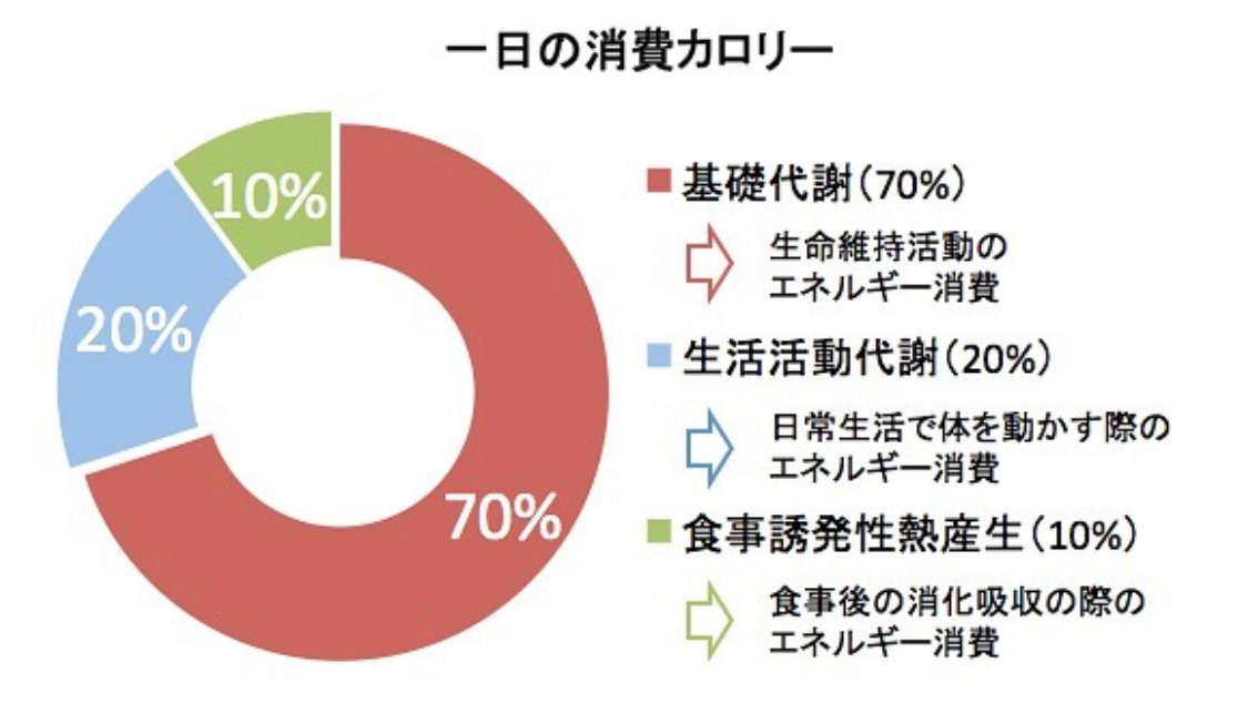 食事誘発性熱産生について