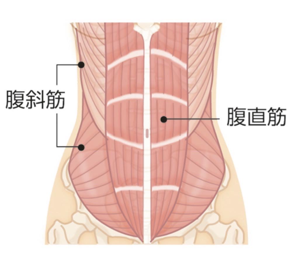 腹筋について?