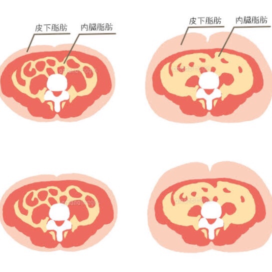 内臓脂肪について