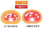 皮下脂肪と内臓脂肪について❗️