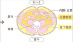 内臓脂肪について