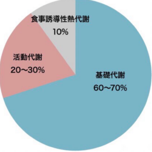 基礎代謝とダイエットについて