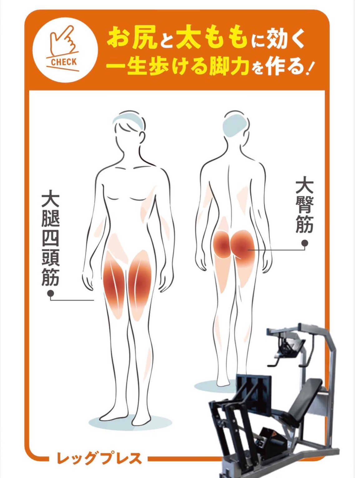 レッグプレスの紹介