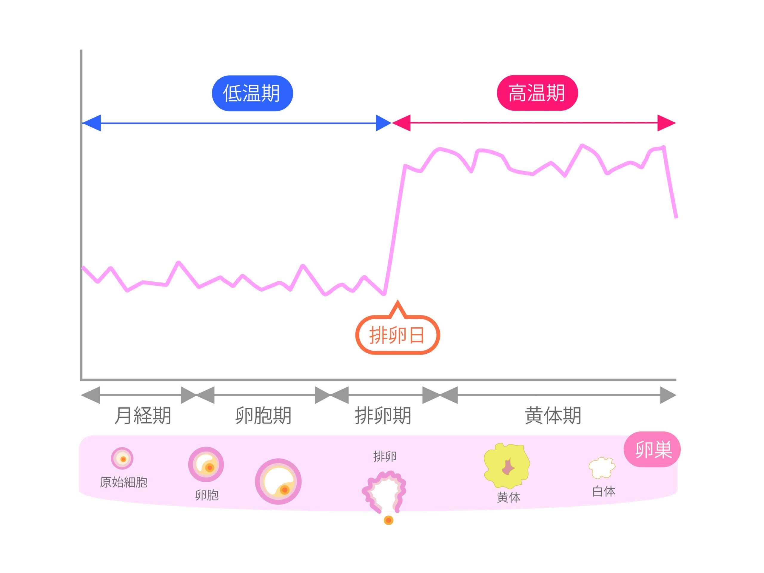 生理前に体重が増えるのはなぜ!?