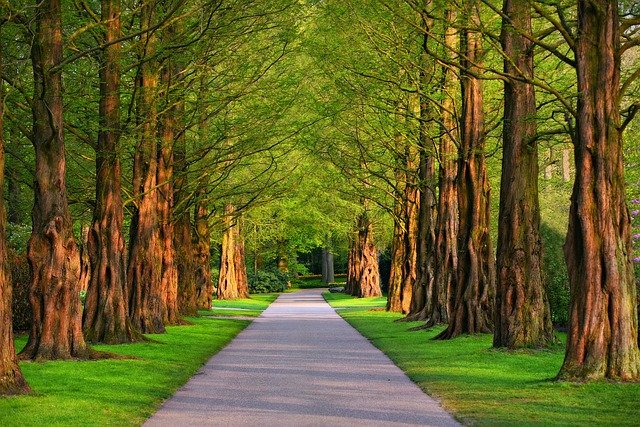 公園の綺麗に整備された並木道