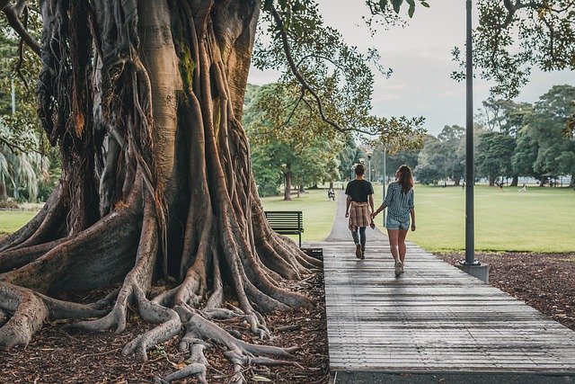 大きな木のある公園を歩く女性