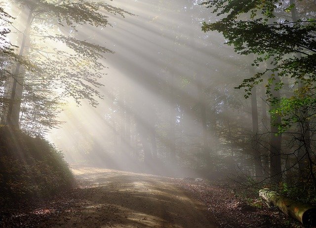 霧がかかった森に差し込む太陽の光