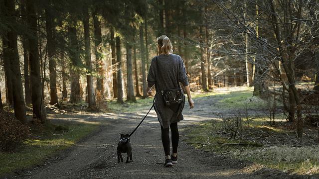 森の中を犬と散歩する女性